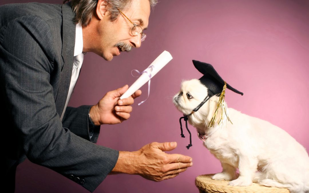 A business person holds a certificate and congratulates a sitting dog that graduates