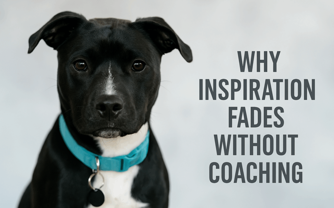 Why Inspiration Fades Without Coaching – A Lesson From a Rescue Dog
