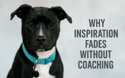 Why Inspiration Fades Without Coaching – A Lesson From a Rescue Dog